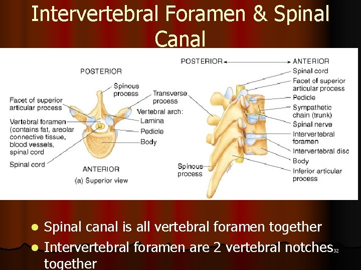 Intervertebral Foramen & Spinal Canal Spinal canal is all vertebral foramen together l Intervertebral