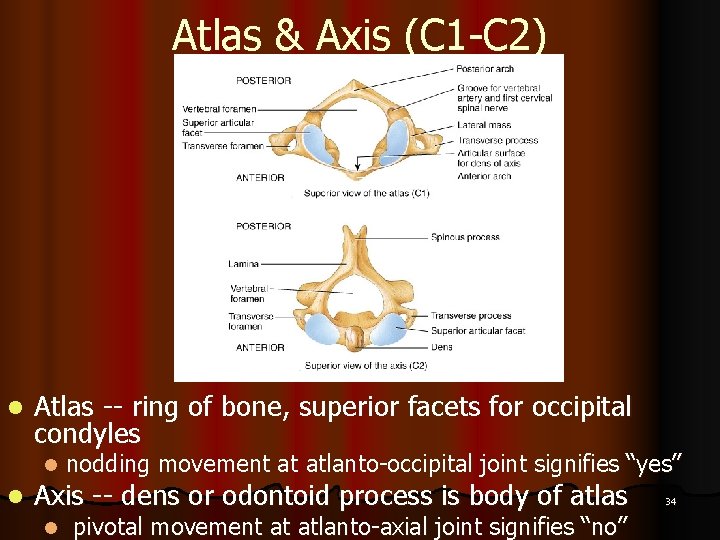 Atlas & Axis (C 1 -C 2) l Atlas -- ring of bone, superior