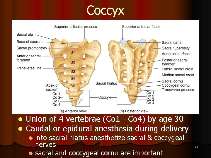 Coccyx l l Union of 4 vertebrae (Co 1 - Co 4) by age