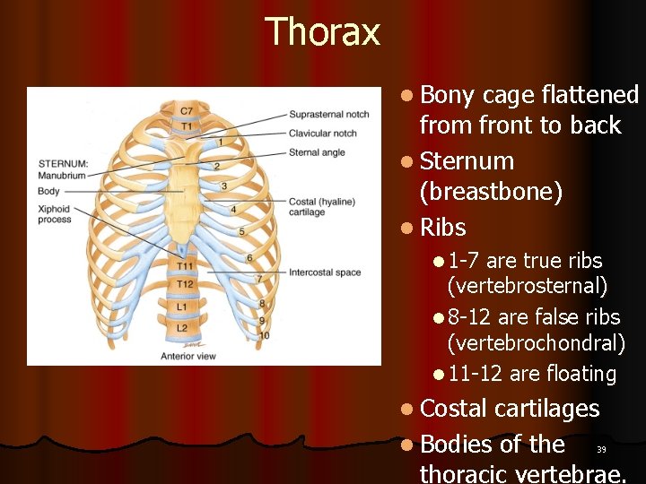 Thorax l Bony cage flattened from front to back l Sternum (breastbone) l Ribs