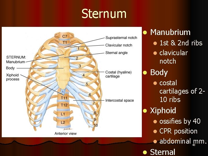 Sternum l Manubrium 1 st & 2 nd ribs l clavicular notch l l