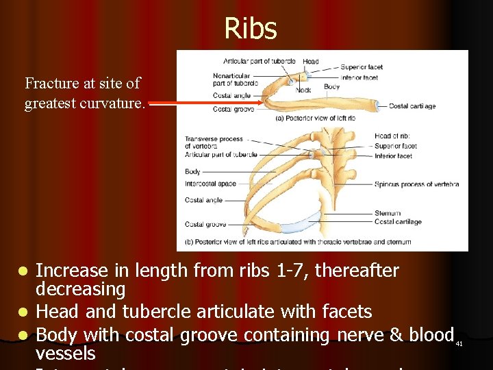 Ribs Fracture at site of greatest curvature. Increase in length from ribs 1 -7,