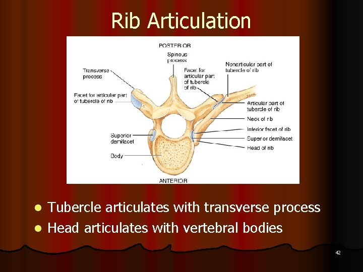 Rib Articulation Tubercle articulates with transverse process l Head articulates with vertebral bodies l