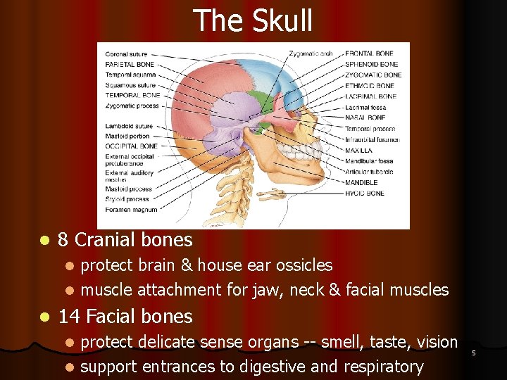The Skull l 8 Cranial bones protect brain & house ear ossicles l muscle