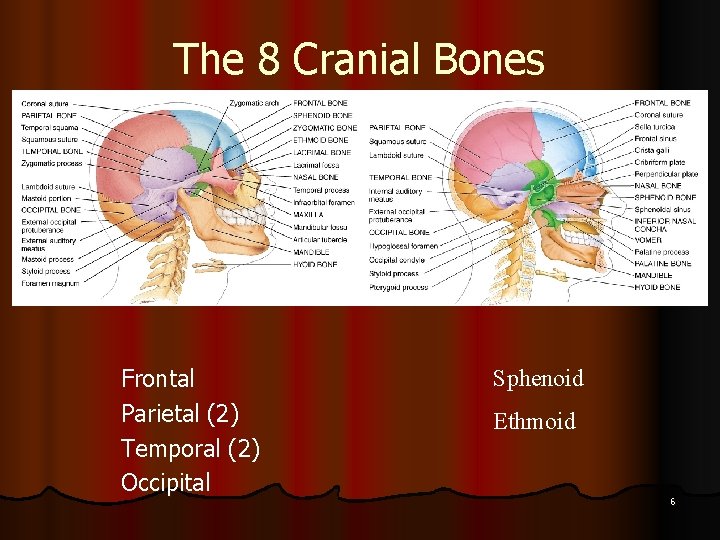 The 8 Cranial Bones Frontal Parietal (2) Temporal (2) Occipital Sphenoid Ethmoid 6 