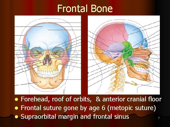 Frontal Bone Forehead, roof of orbits, & anterior cranial floor l Frontal suture gone