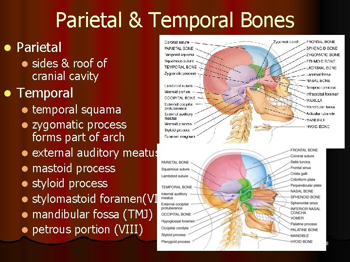 Parietal & Temporal Bones l Parietal l l sides & roof of cranial cavity