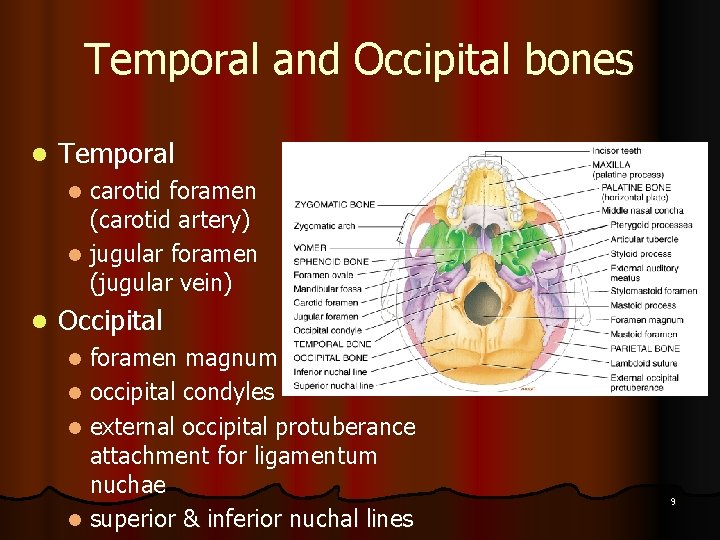 Temporal and Occipital bones l Temporal carotid foramen (carotid artery) l jugular foramen (jugular