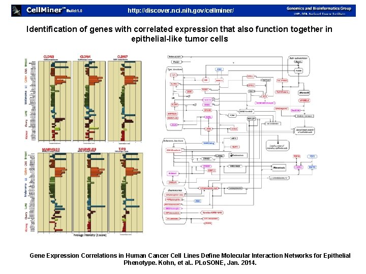 http: //discover. nci. nih. gov/cellminer/ Identification of genes with correlated expression that also function