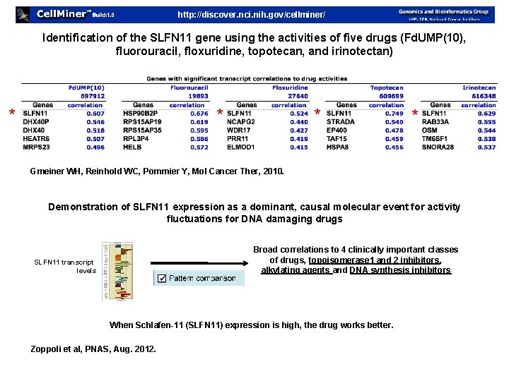 http: //discover. nci. nih. gov/cellminer/ Identification of the SLFN 11 gene using the activities