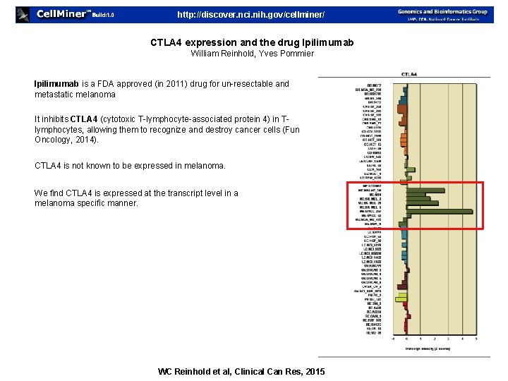 http: //discover. nci. nih. gov/cellminer/ CTLA 4 expression and the drug Ipilimumab William Reinhold,