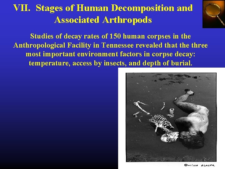 VII. Stages of Human Decomposition and Associated Arthropods Studies of decay rates of 150