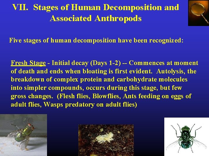 VII. Stages of Human Decomposition and Associated Anthropods Five stages of human decomposition have