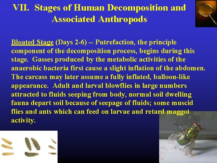 VII. Stages of Human Decomposition and Associated Anthropods Bloated Stage (Days 2 -6) --