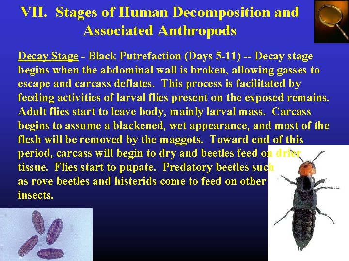 VII. Stages of Human Decomposition and Associated Anthropods Decay Stage - Black Putrefaction (Days