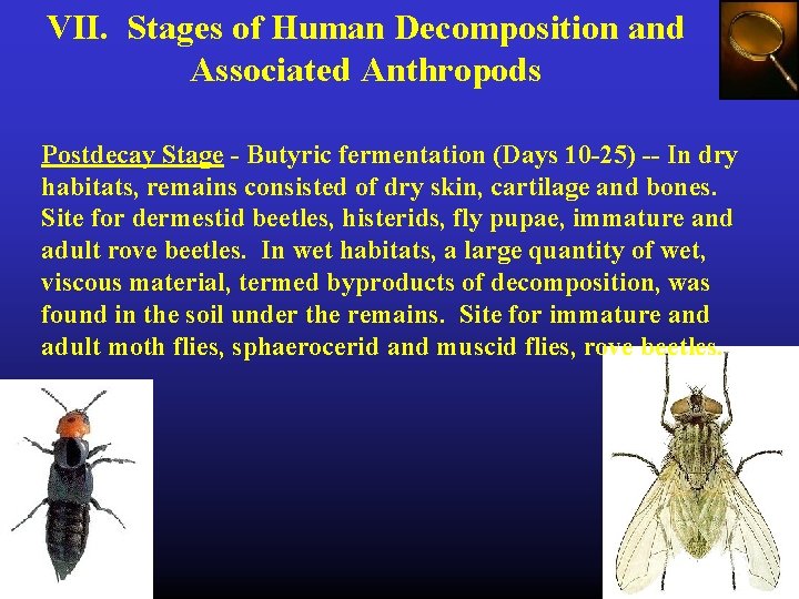 VII. Stages of Human Decomposition and Associated Anthropods Postdecay Stage - Butyric fermentation (Days