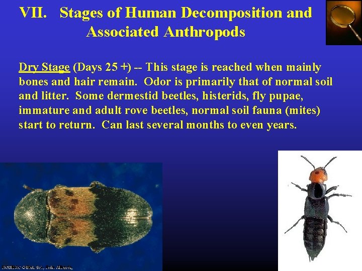 VII. Stages of Human Decomposition and Associated Anthropods Dry Stage (Days 25 +) --