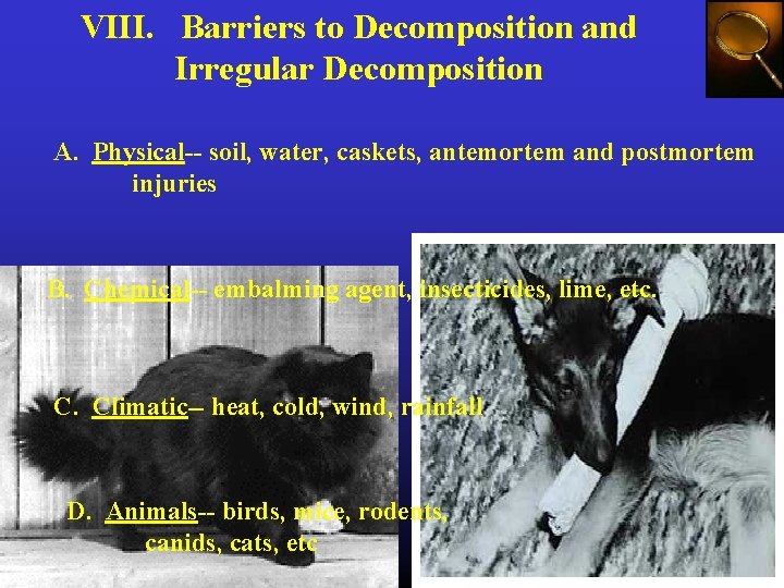 VIII. Barriers to Decomposition and Irregular Decomposition A. Physical-- soil, water, caskets, antemortem and