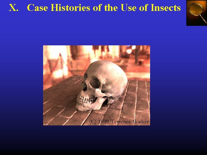 X. Case Histories of the Use of Insects 