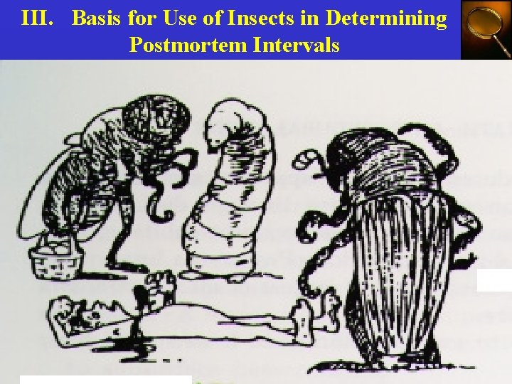 III. Basis for Use of Insects in Determining Postmortem Intervals 