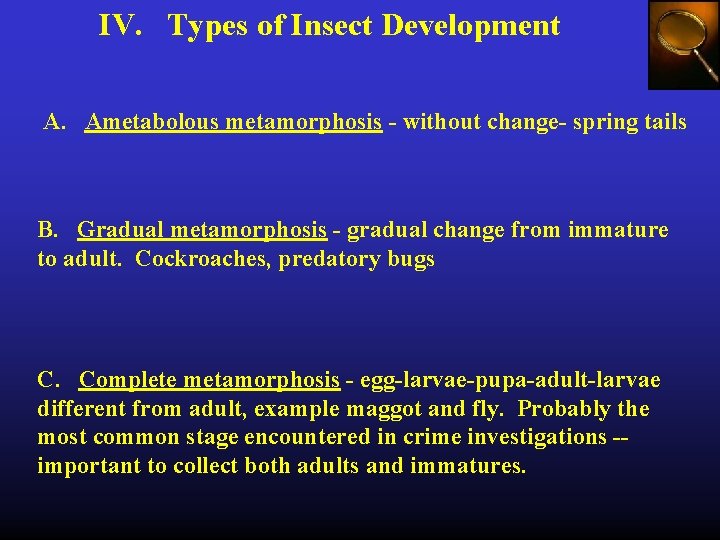 IV. Types of Insect Development A. Ametabolous metamorphosis - without change- spring tails B.