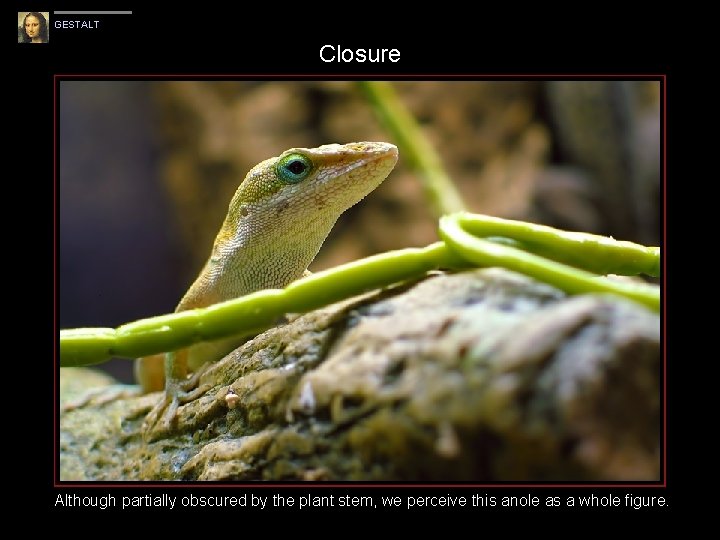 GESTALT Closure Although partially obscured by the plant stem, we perceive this anole as