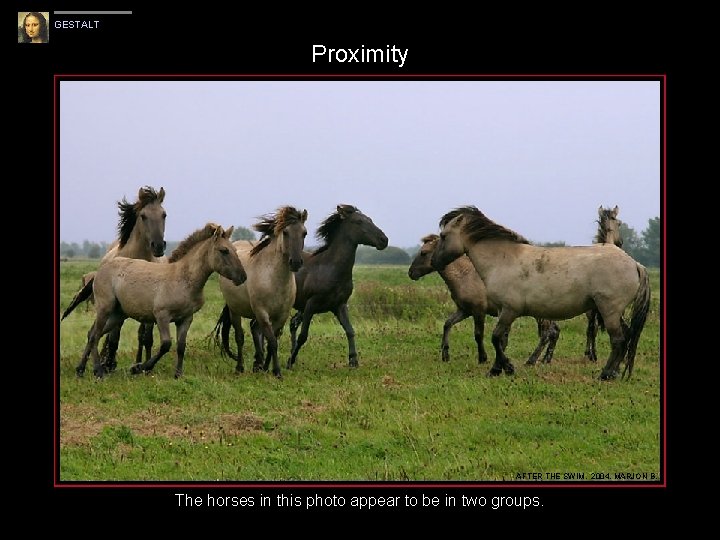 GESTALT Proximity AFTER THE SWIM, 2004, MARJON B. The horses in this photo appear