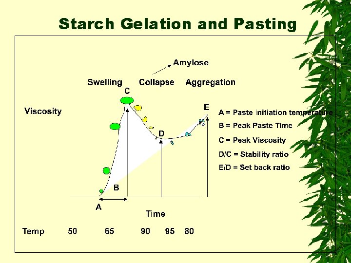 Starch Gelation and Pasting 