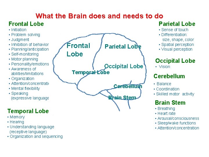 What the Brain does and needs to do Frontal Lobe Parietal Lobe • Initiation