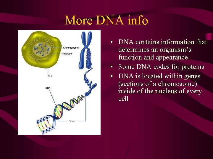 More DNA info • DNA contains information that determines an organism’s function and appearance