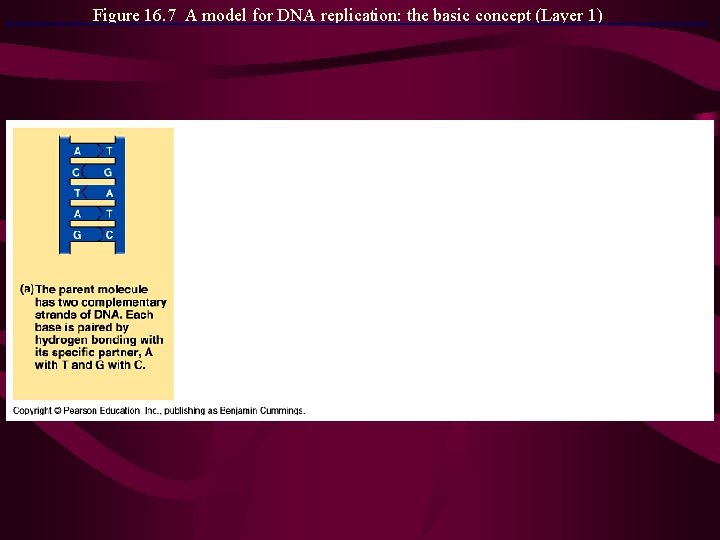 Figure 16. 7 A model for DNA replication: the basic concept (Layer 1) 