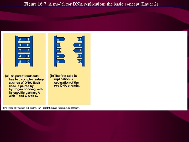 Figure 16. 7 A model for DNA replication: the basic concept (Layer 2) 