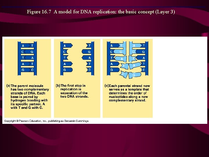 Figure 16. 7 A model for DNA replication: the basic concept (Layer 3) 