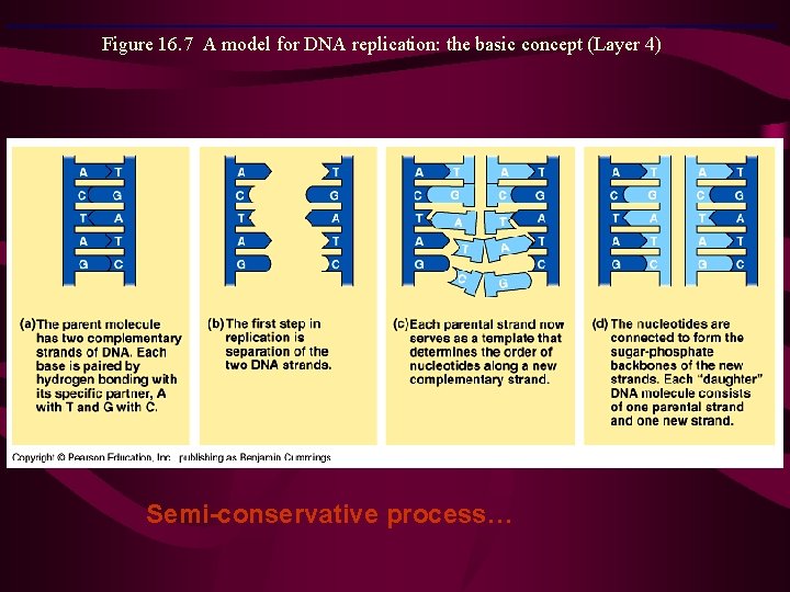 Figure 16. 7 A model for DNA replication: the basic concept (Layer 4) Semi-conservative