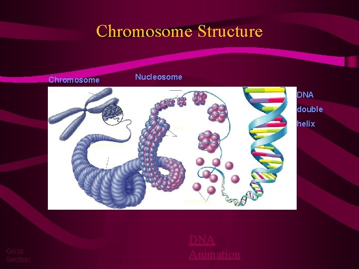 Chromosome Structure Chromosome Nucleosome DNA double helix Coils Supercoils Histones Go to Section: DNA