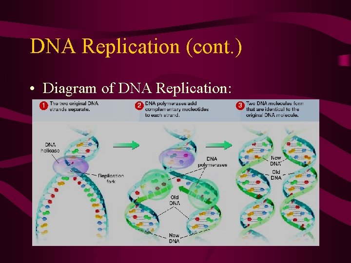 DNA Replication (cont. ) • Diagram of DNA Replication: 