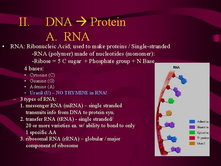 II. DNA Protein A. RNA • RNA: Ribonucleic Acid; used to make proteins /