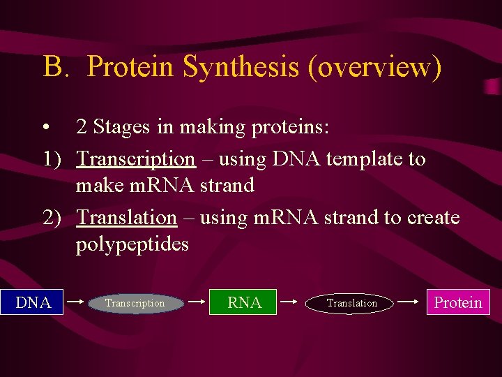 B. Protein Synthesis (overview) • 2 Stages in making proteins: 1) Transcription – using