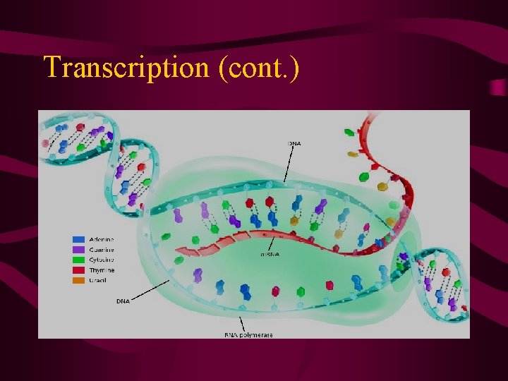 Transcription (cont. ) 