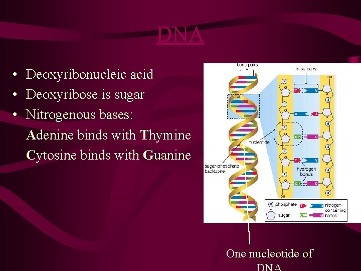 DNA • Deoxyribonucleic acid • Deoxyribose is sugar • Nitrogenous bases: Adenine binds with