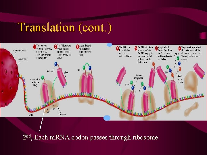 Translation (cont. ) • Translation 2 nd, Each m. RNA codon passes through ribosome