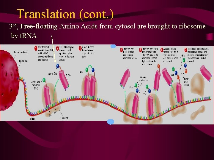 Translation (cont. ) 3 rd, Free-floating Amino Acids from cytosol are brought to ribosome