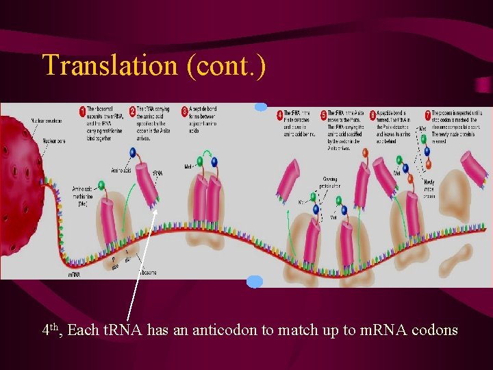 Translation (cont. ) • Translation 4 th, Each t. RNA has an anticodon to