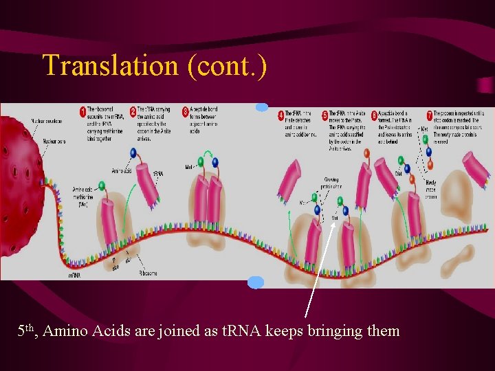 Translation (cont. ) • Translation 5 th, Amino Acids are joined as t. RNA
