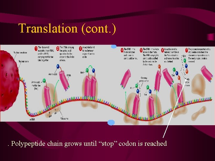 Translation (cont. ) • Translation . Polypeptide chain grows until “stop” codon is reached