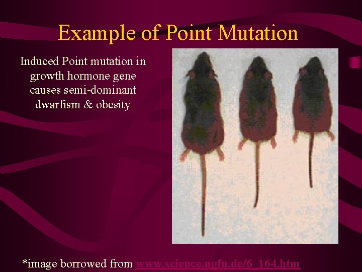 Example of Point Mutation Induced Point mutation in growth hormone gene causes semi-dominant dwarfism