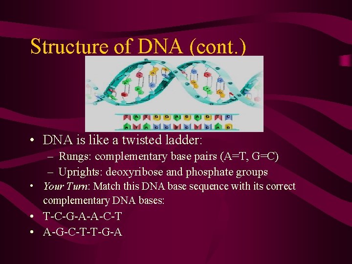 Structure of DNA (cont. ) • DNA is like a twisted ladder: – Rungs: