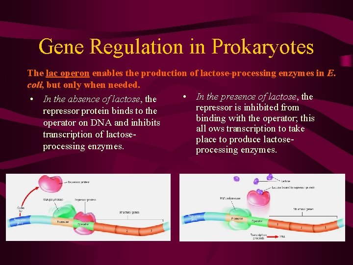 Gene Regulation in Prokaryotes The lac operon enables the production of lactose-processing enzymes in