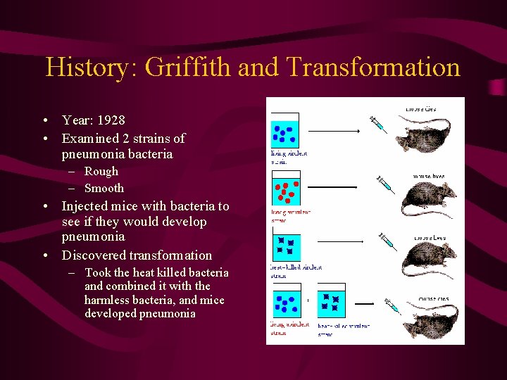 History: Griffith and Transformation • Year: 1928 • Examined 2 strains of pneumonia bacteria