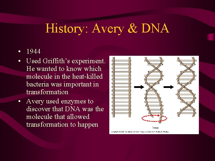 History: Avery & DNA • 1944 • Used Griffith’s experiment. He wanted to know